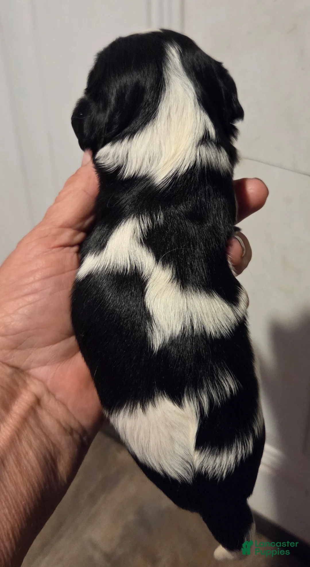 Cavalier King Charles Spaniel dogs for sale: Cavalier King Charles Spaniel Puppy 5 - Ad 2