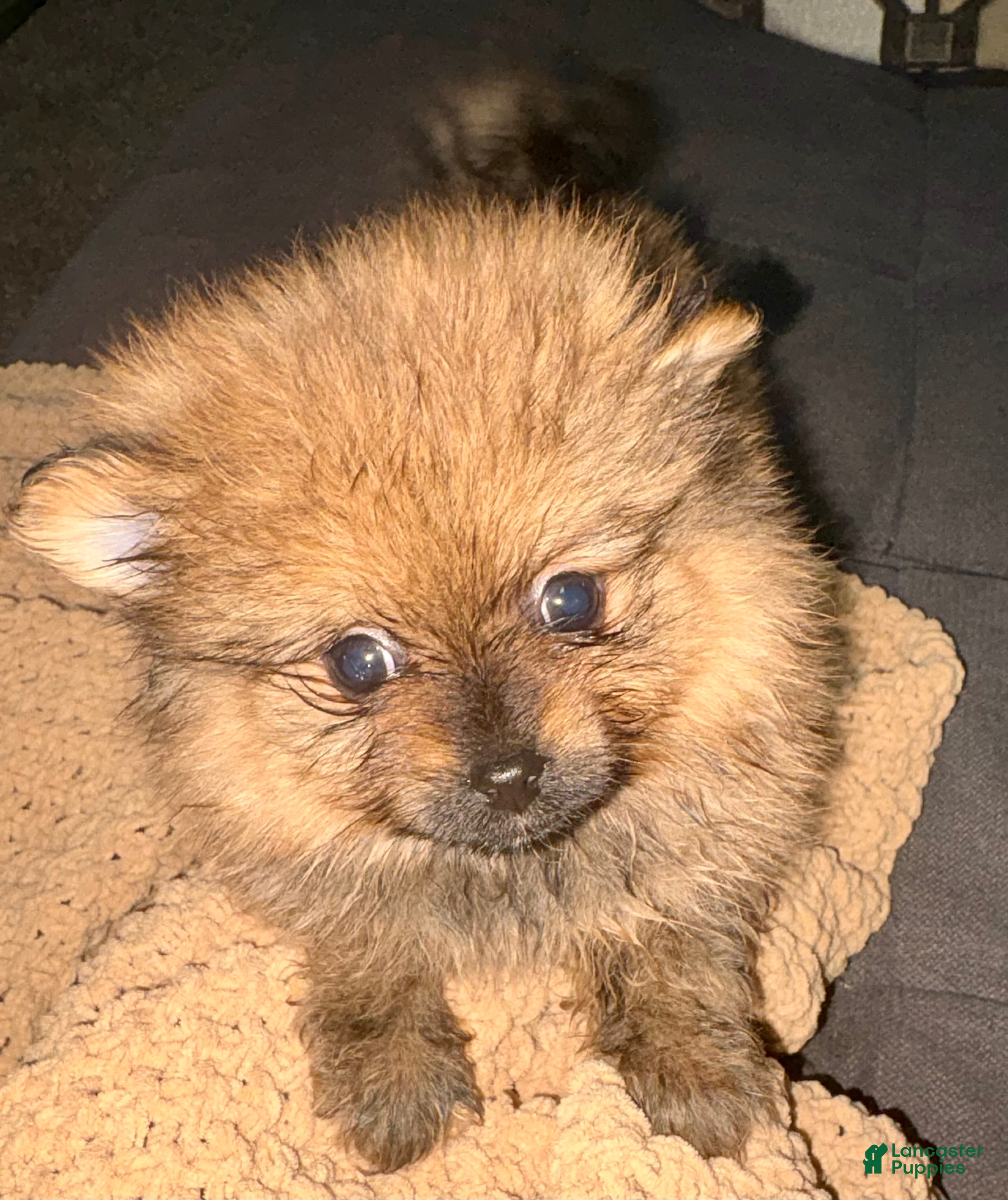 Pomeranian dogs Boo - Ad 1