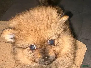 Pomeranian dogs for sale: Boo - Ad 2