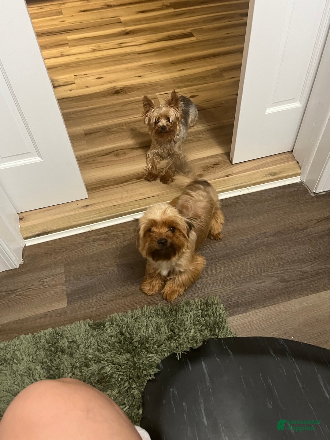 Yorkshire Terrier dogs for sale: Yorkshire Terrier Puppy 2 - Ad 4