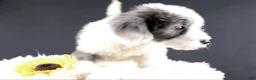 Mini Aussiedoodle dogs for sale: Boots - Ad 8