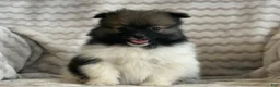 Pomeranian dogs for sale: Rocky - Ad 9