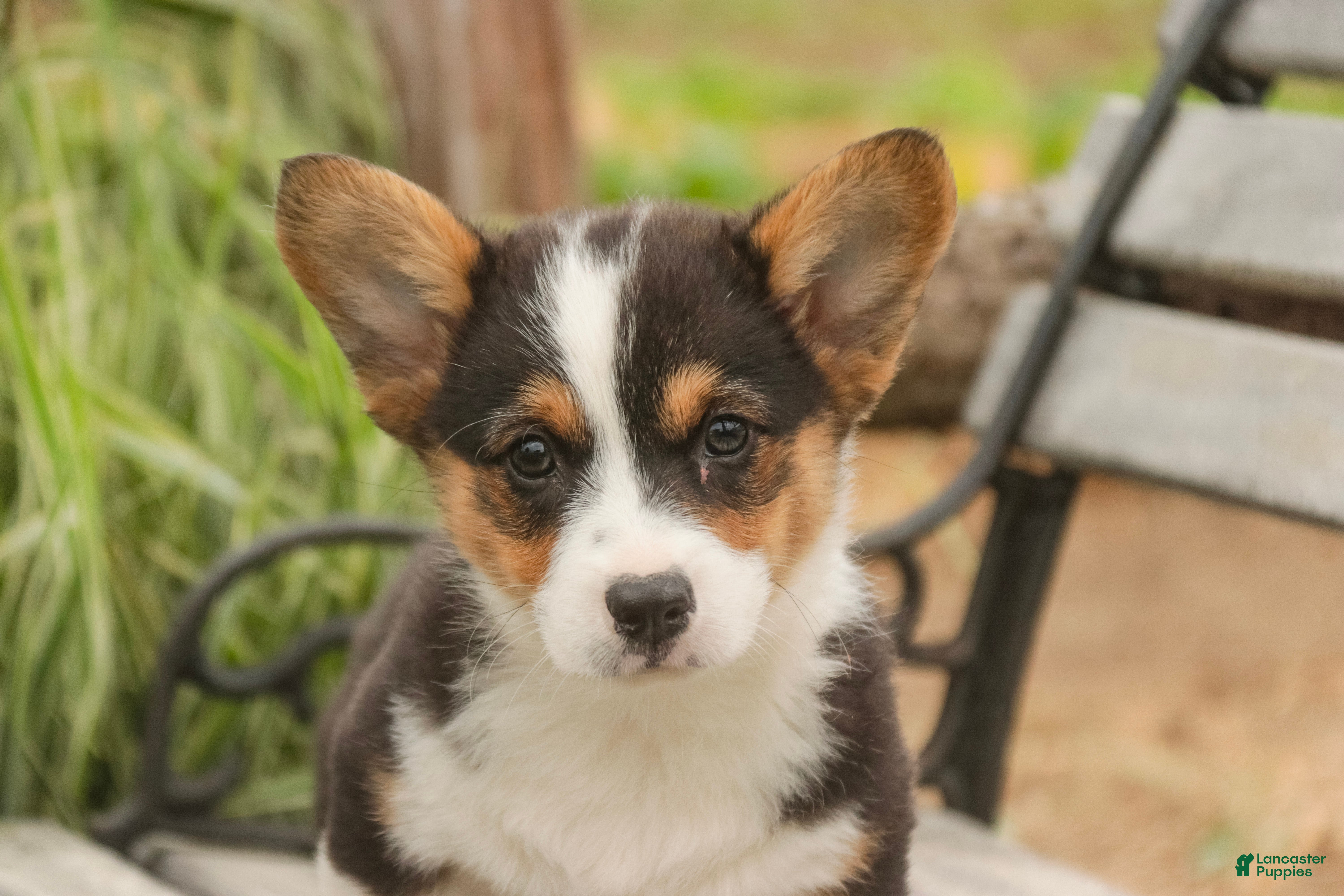 Welsh Corgi Pembroke dogs Olaf - Ad 2