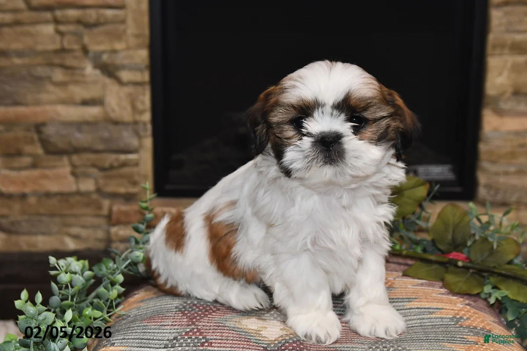 Shih Tzu dogs for sale: Pearl - Ad 1