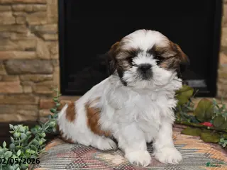 Shih Tzu dogs Pearl - Ad 41
