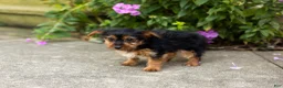 Yorkshire Terrier dogs for sale: Muriel  - Ad 4