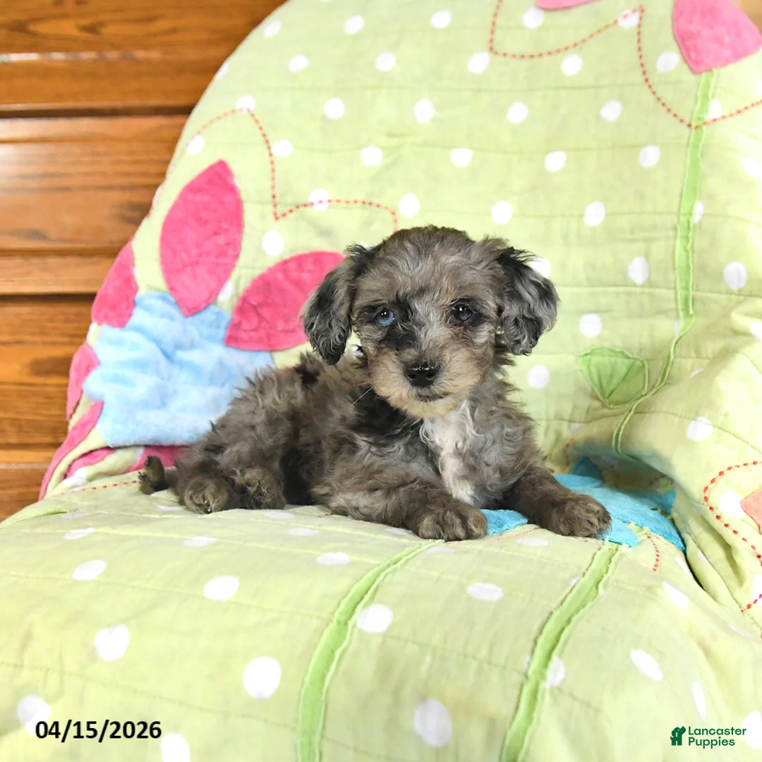 Mini Goldendoodle dogs for sale: Kourtney - Ad 2