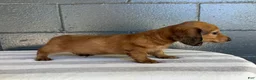 Miniature Dachshund dogs for sale: Dakota - Ad 3