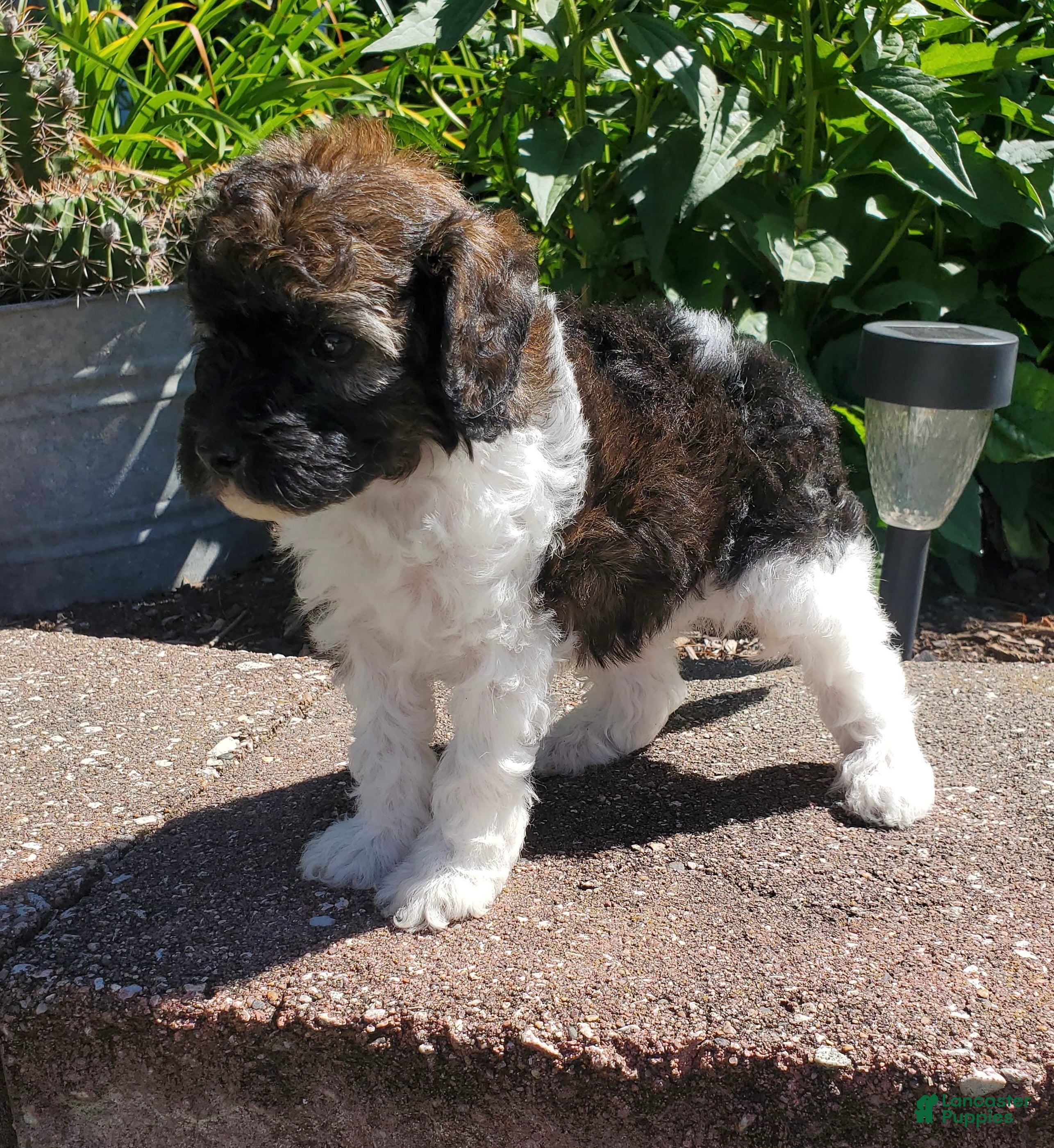 Miniature Poodle dogs Rocko  - Ad 2