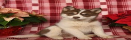 Pomsky dogs for sale: Aurora - Ad 3