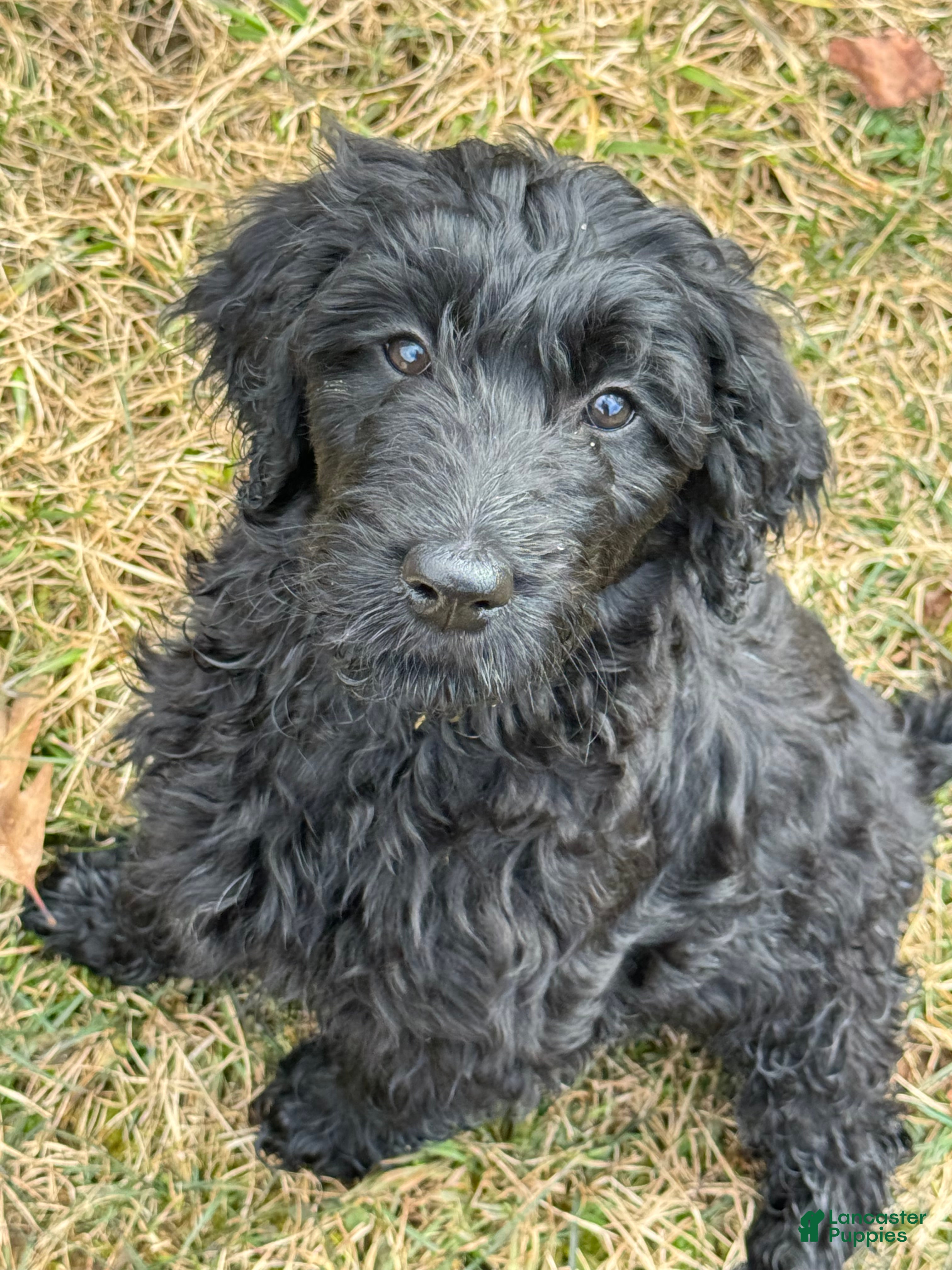 Goldendoodle dogs 🐾 Baloo – Big Heart, Bigger Cuddles 🐾 - Ad 3