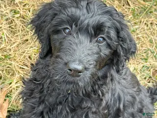 Goldendoodle dogs 🐾 Baloo – Big Heart, Bigger Cuddles 🐾 - Ad 3