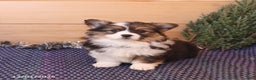 Welsh Corgi Pembroke dogs for sale: Honi  - Ad 1