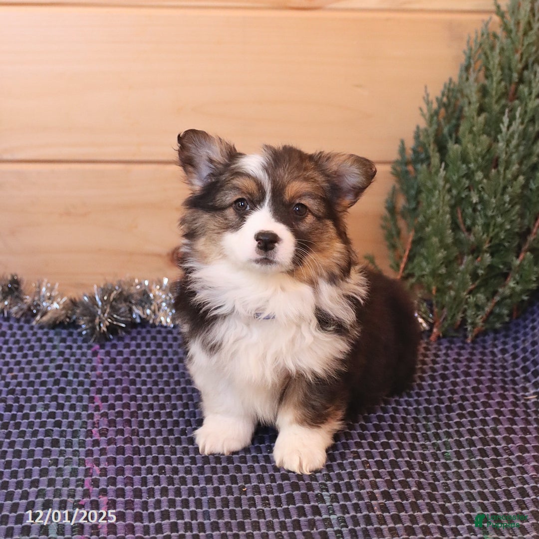 Welsh Corgi Pembroke dogs for sale: Honi  - Ad 1