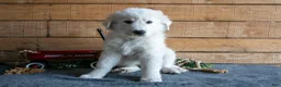 Maremma Sheepdog dogs for sale: Bluey - Ad 2