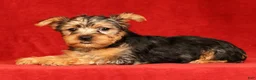 Yorkshire Terrier dogs for sale: Heather - Ad 3