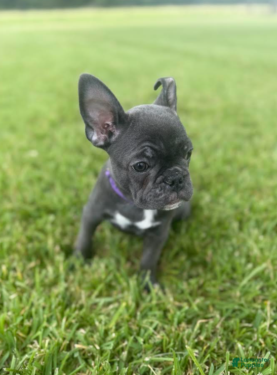 French Bulldog dogs Purple Collar - Ad 1