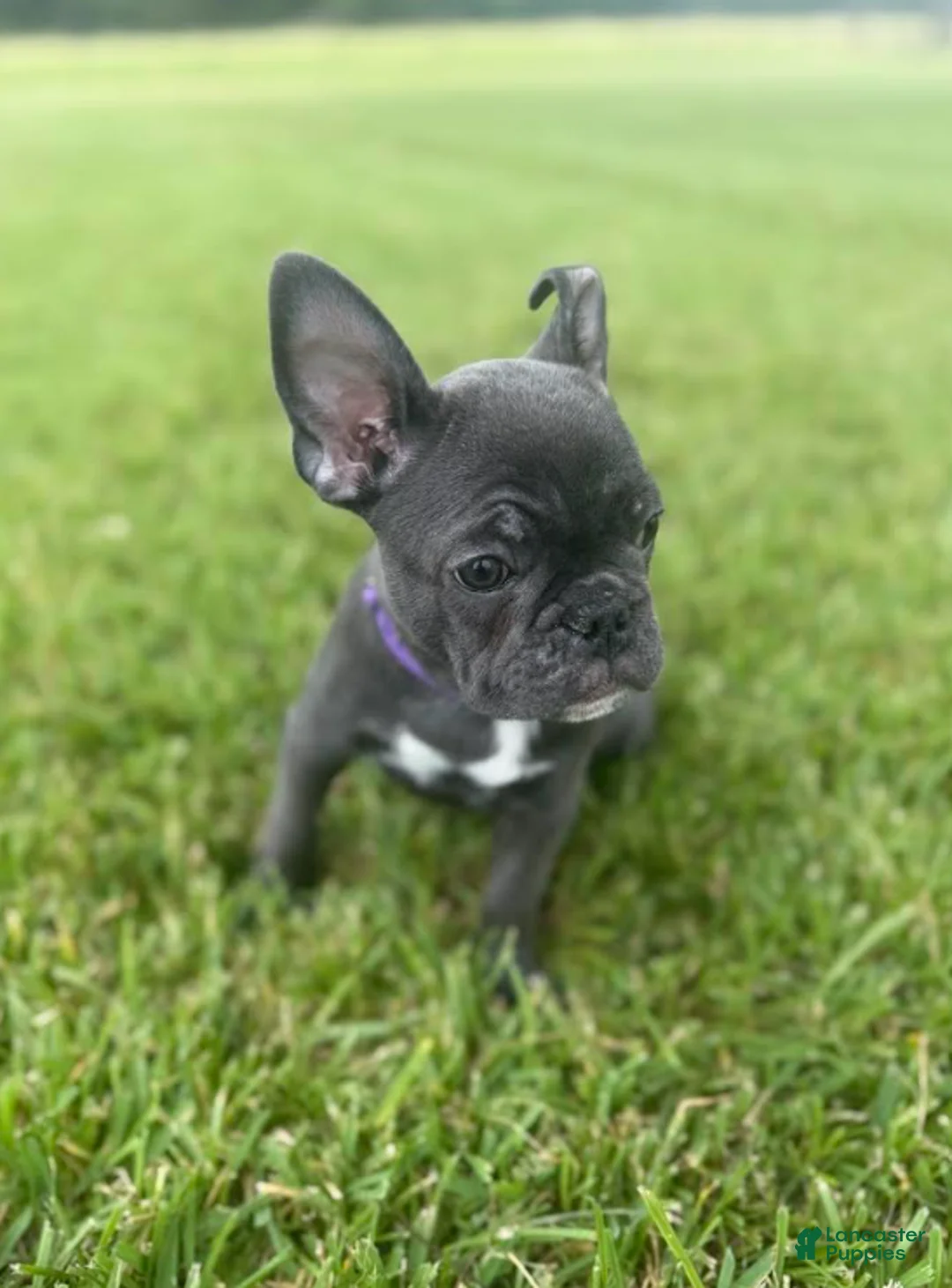French Bulldog dogs for sale: Purple Collar - Ad 1