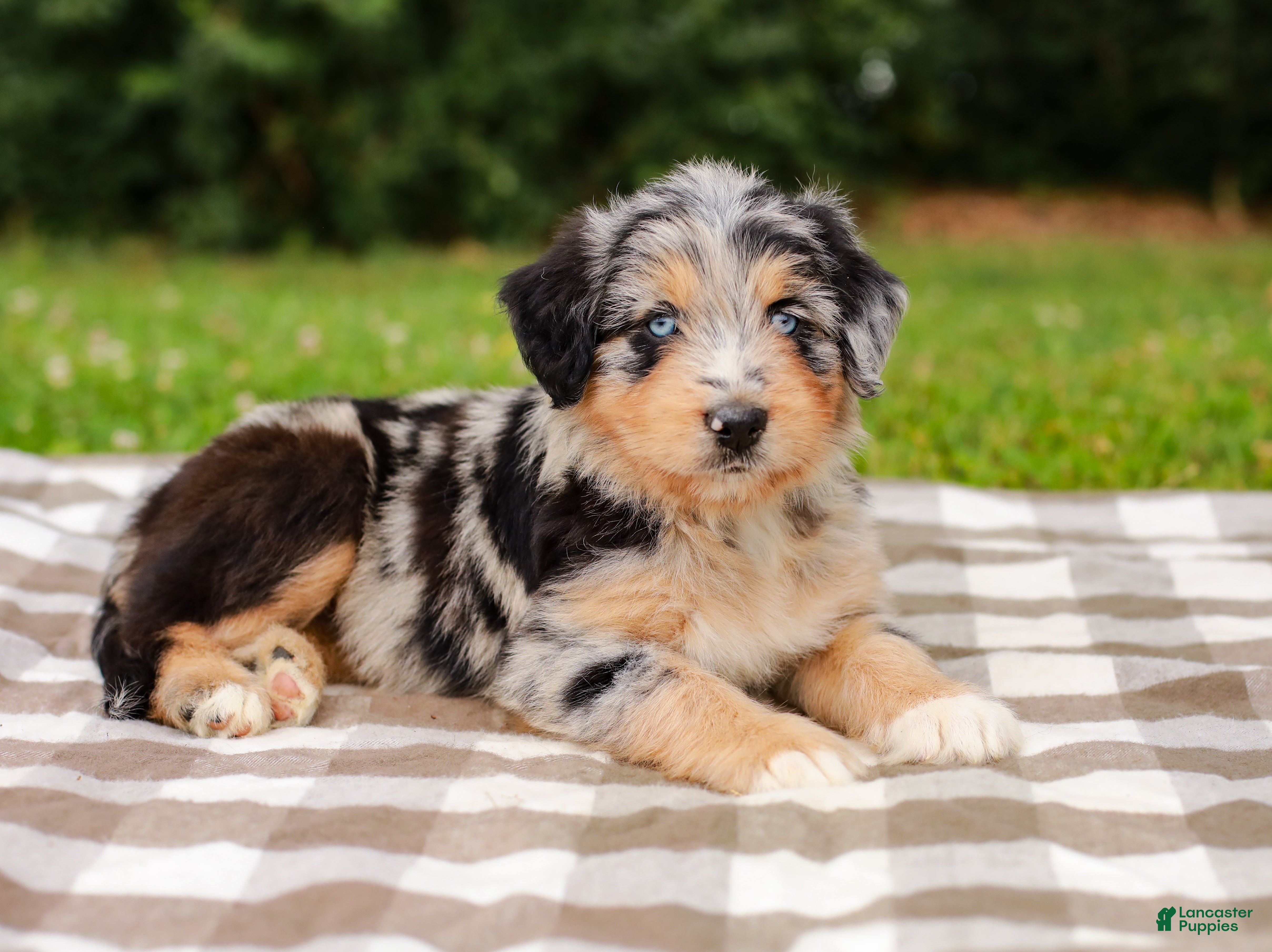 Aussiedoodle dogs Brooke Standard Sized - Ad 2