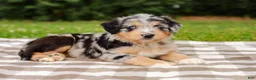 Aussiedoodle dogs for sale: Brooke Standard Sized - Ad 2