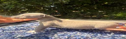 American Bully dogs for sale: American Bully 1 - Ad 3