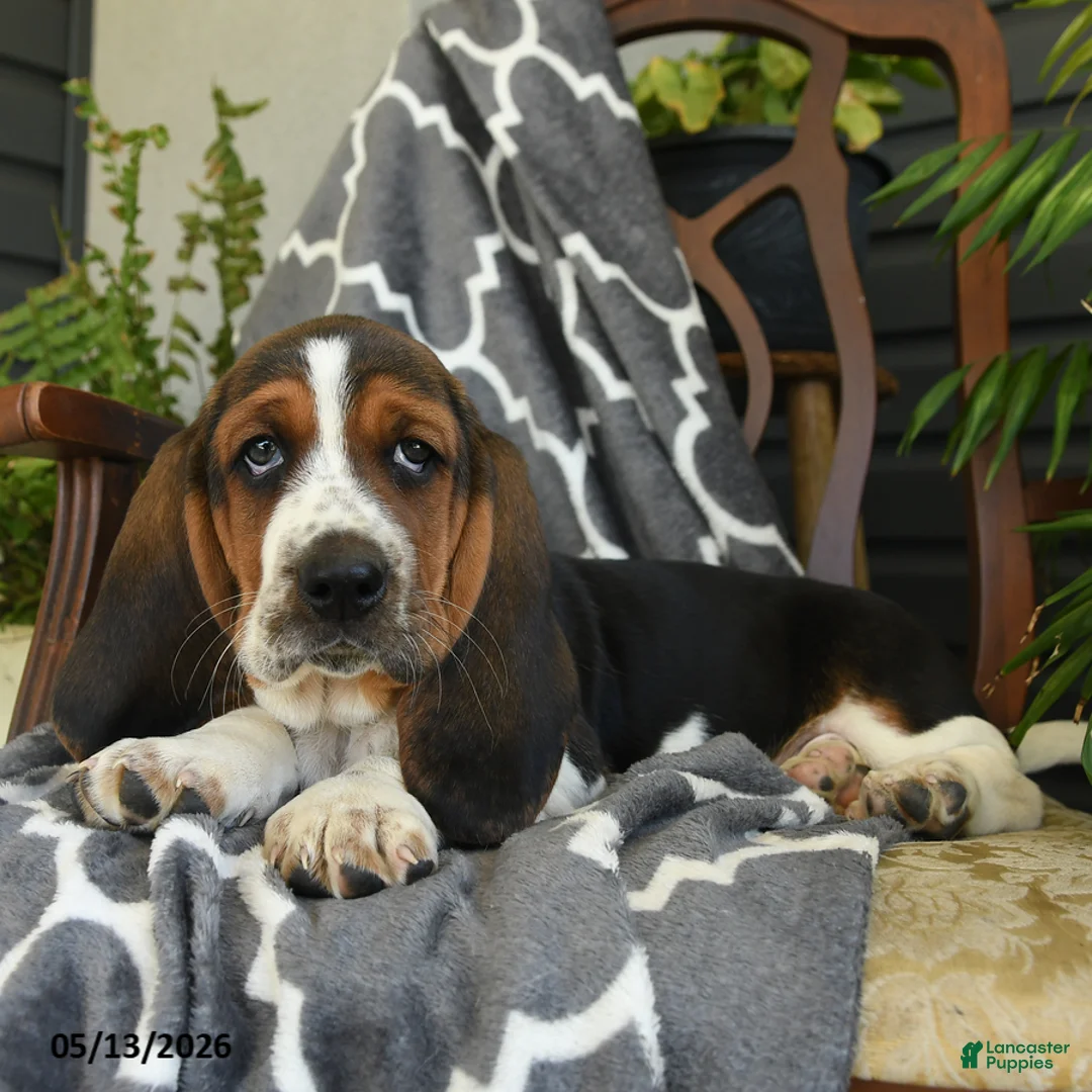 Basset Hound dogs for sale: Charlotte - Ad 2