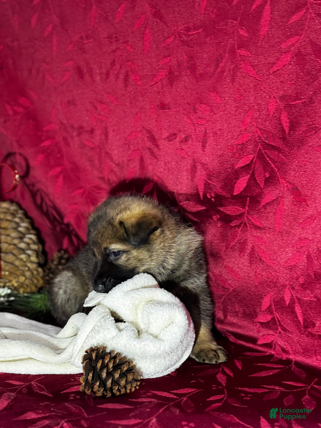 German Shepherd dogs for sale: Dallas - Ad 8