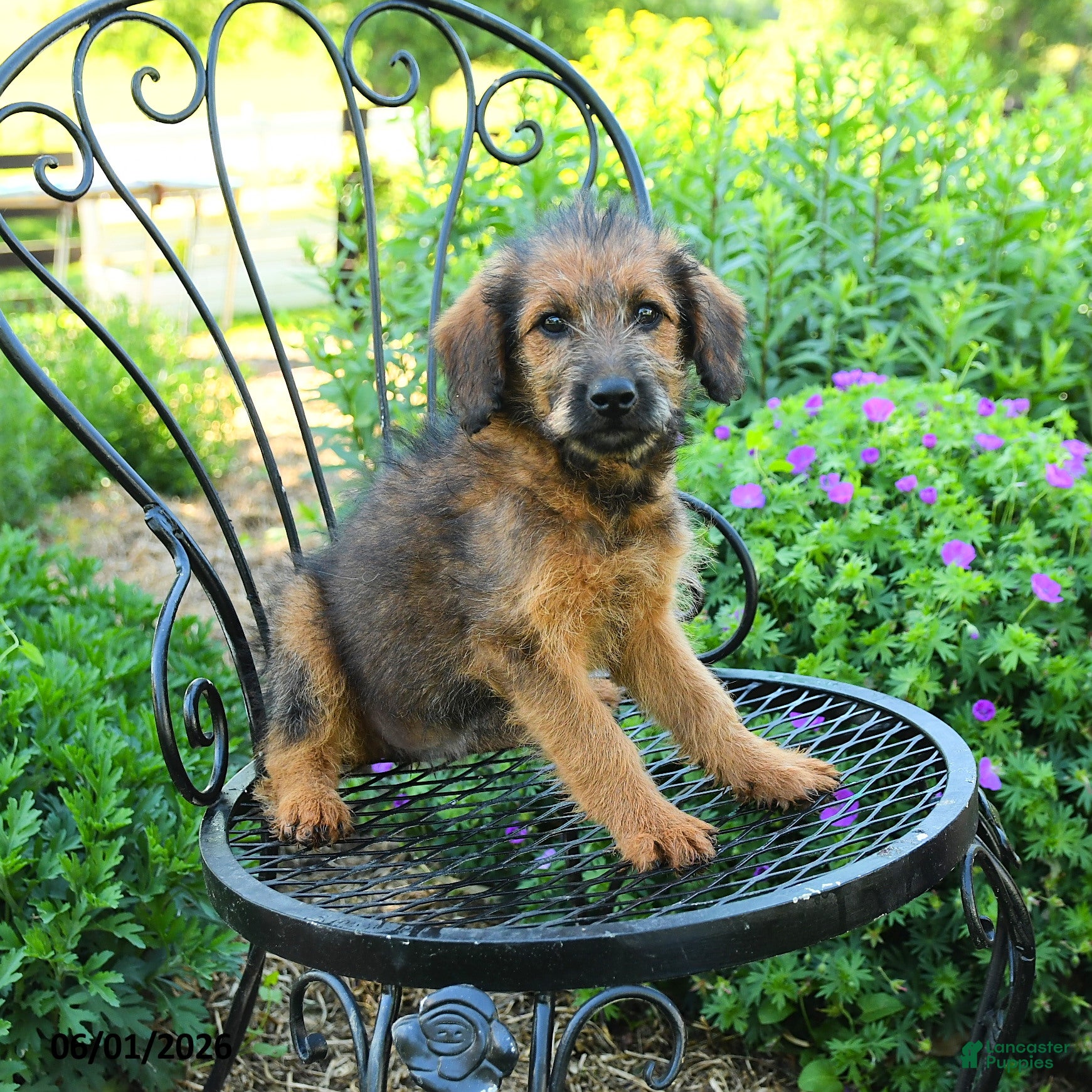 Mixed Breed dogs Paula - Ad 1