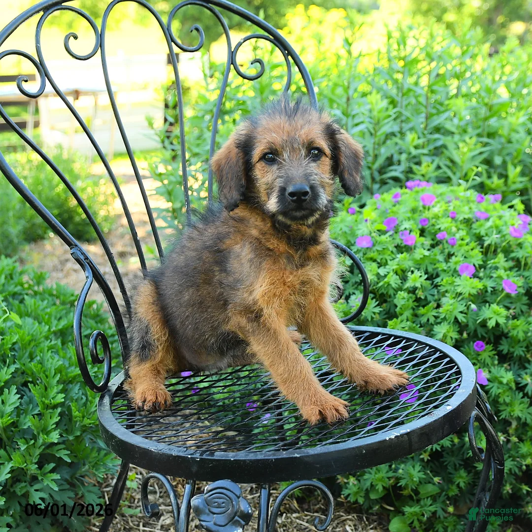 Mixed Breed dogs for sale: Paula - Ad 1