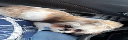 Shih Tzu dogs for sale: Shih Tzu 1 - Ad 2