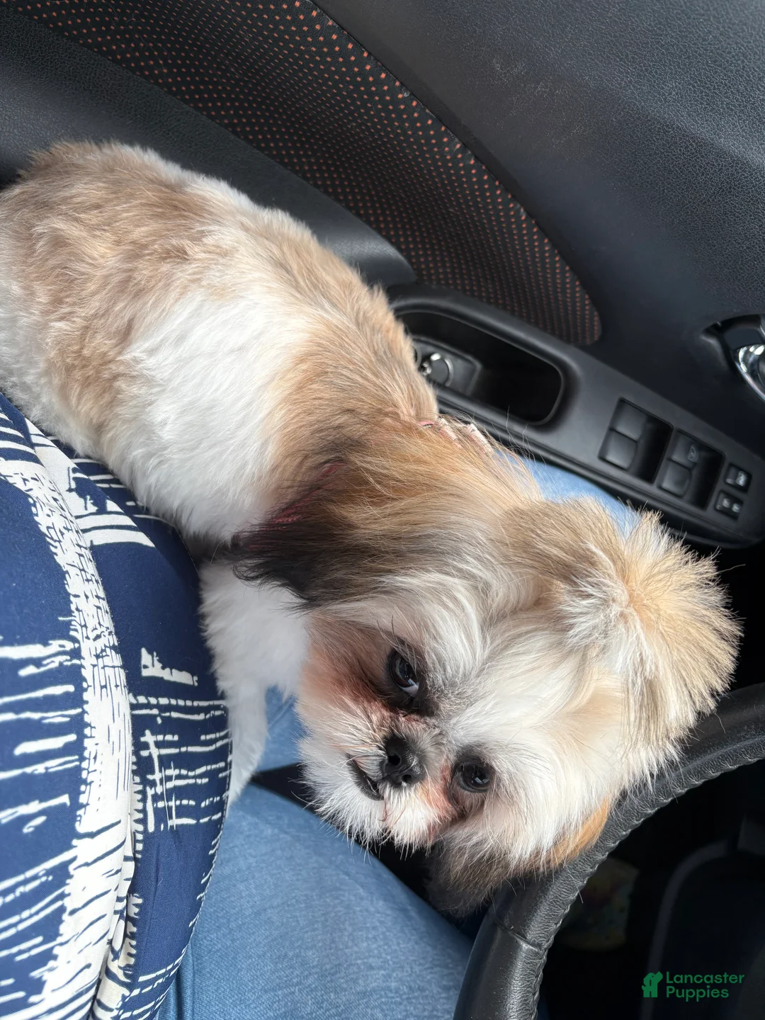 Shih Tzu dogs for sale: Shih Tzu 1 - Ad 2