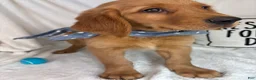 Golden Retriever dogs for sale: Gismo - Ad 4