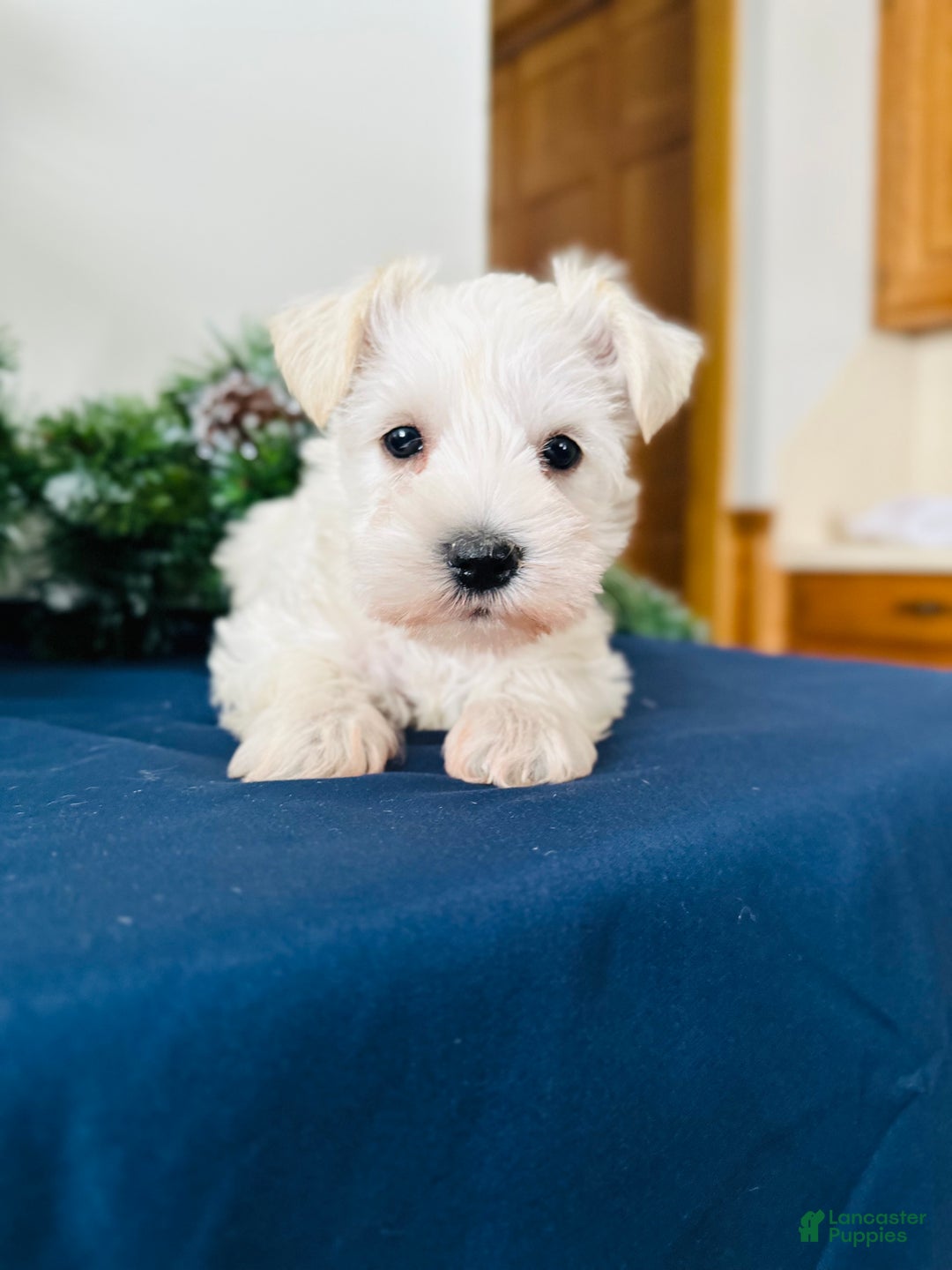 Miniature Schnauzer dogs for sale: Iris - Ad 5
