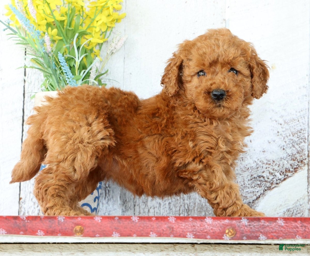 Mini Goldendoodle dogs Kimmy - Ad 1