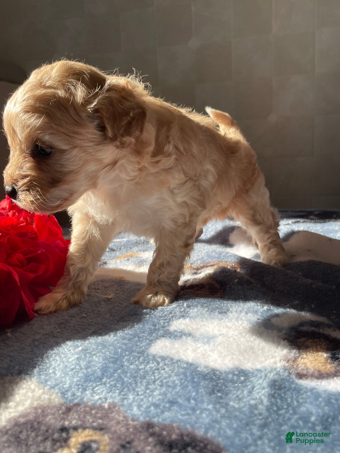 Maltipoo dogs for sale: Mozart - Ad 3