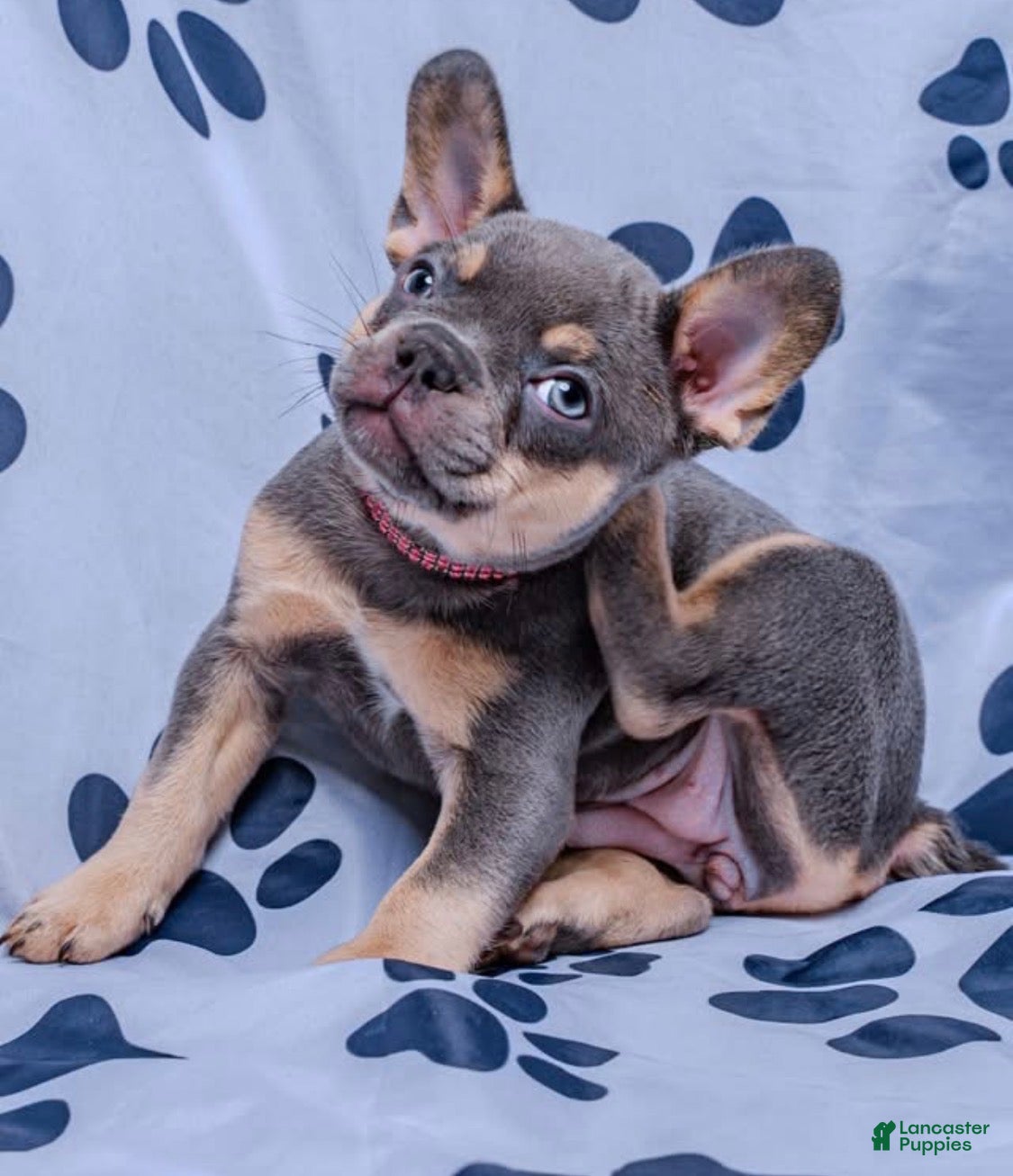 French Bulldog dogs French Bulldog 3 - Ad 24