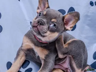 French Bulldog dogs French Bulldog 3 - Ad 24