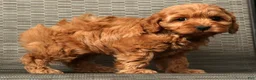 Cockapoo dogs for sale: Heather - Ad 8