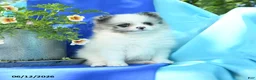 Pomeranian dogs for sale: Mable - Ad 4