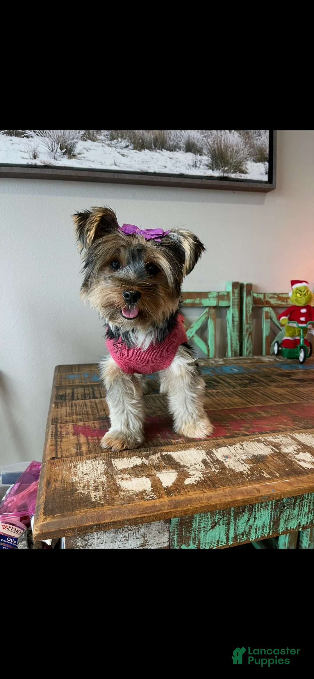 Yorkshire Terrier dogs for sale: Mable - Ad 3