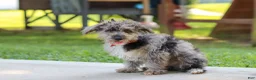 Yorkiepoo dogs for sale: Winston - Ad 7