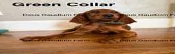 Irish Setter dogs for sale: MacGuffin - Ad 4
