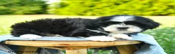Shih Tzu dogs for sale: Samira - Ad 3