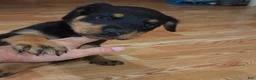 Rottweiler dogs for sale: Lucy - Ad 5