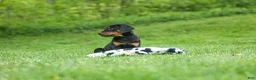 Doberman Pinscher dogs for sale:  Diesel (Black Rust)🐶🤎✨ - Ad 9