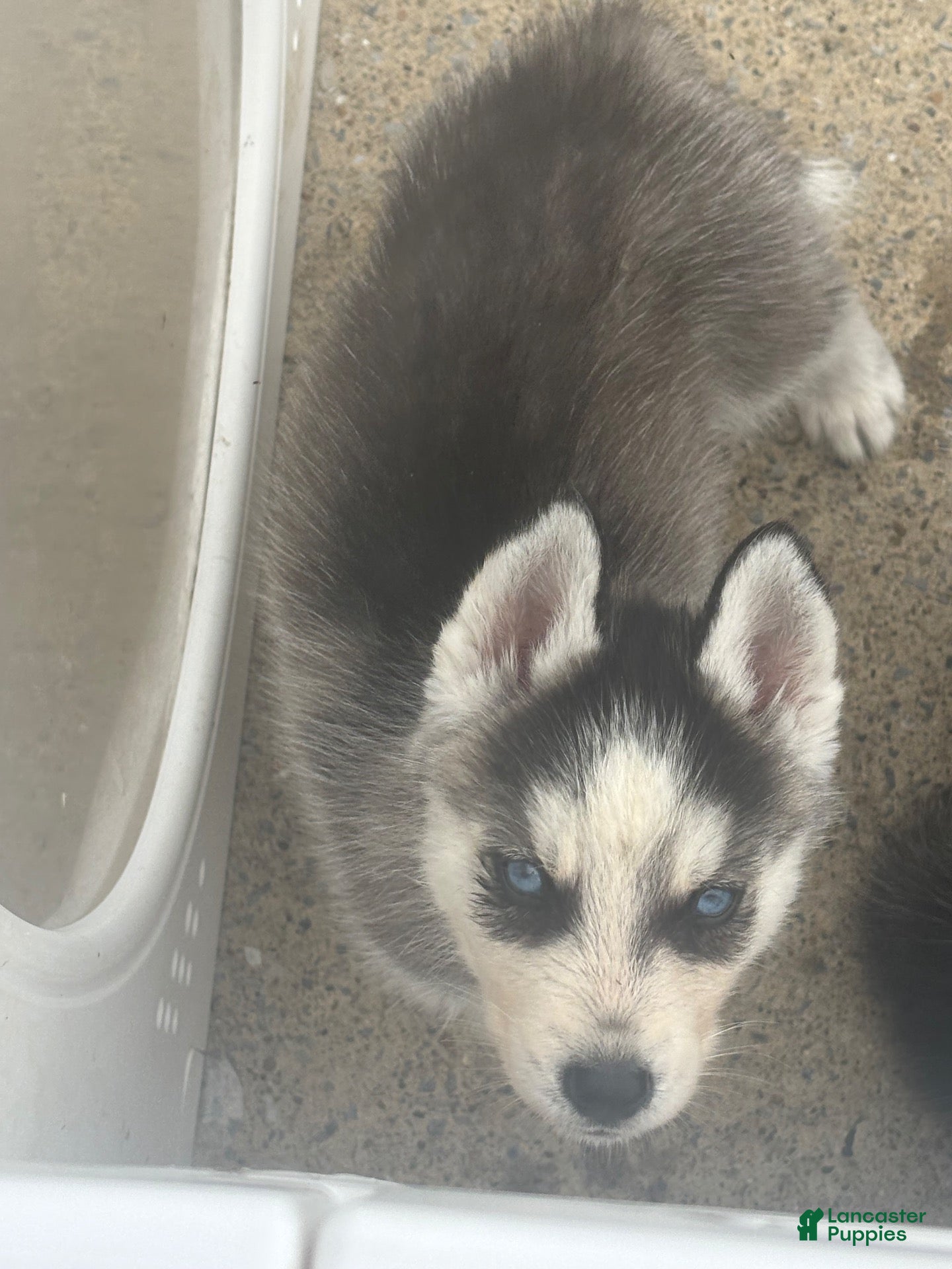 Siberian Husky dogs Siberian Husky 3 - Ad 41