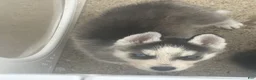 Siberian Husky dogs for sale: Siberian Husky 3 - Ad 1