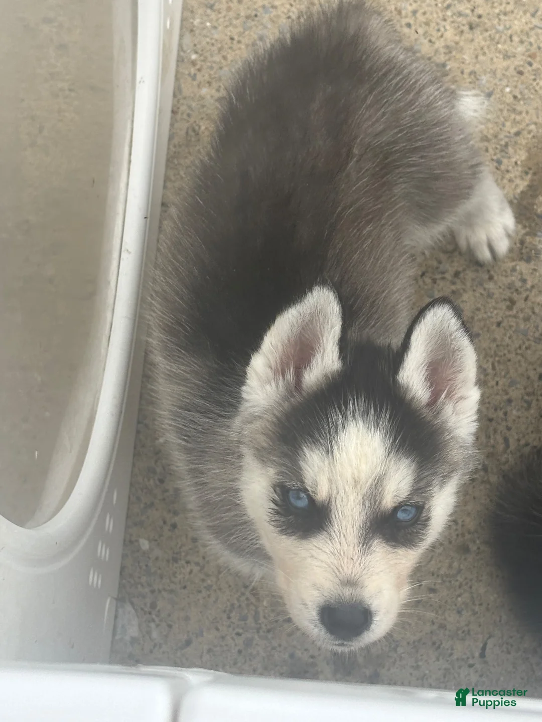 Siberian Husky dogs for sale: Siberian Husky 3 - Ad 1