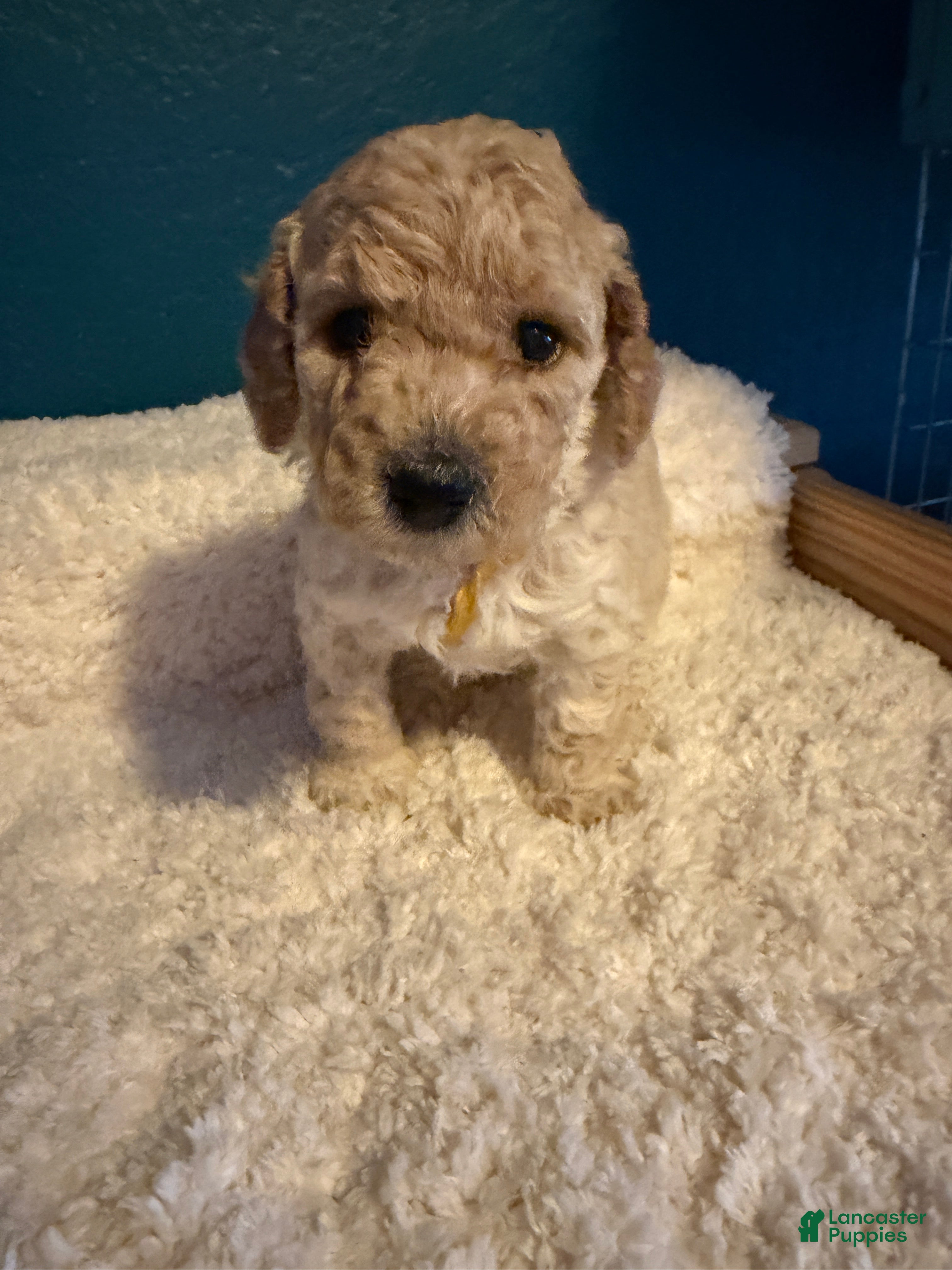 Miniature Poodle dogs AKC Miniature Poodle Female Katie - Ad 29