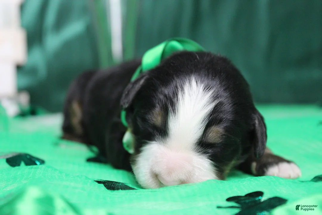 Bernese Mountain Dog dogs for sale: Riley  - Ad 9